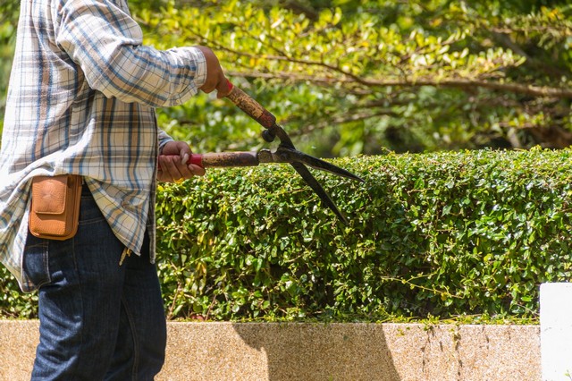 Garden Maintenance Eltham, Mottingham, SE9